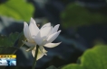 《直通县市》潼关：映日荷花满池香