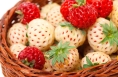 白色草莓是转基因水果吗？还能不能放心吃？
