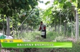 【我和天福樱花的故事第三季】直通式全程服务 葡萄园种出好光景