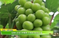 【我和天福樱花的故事第三季】瓜果代办转行种葡萄 自根苗也能高产量