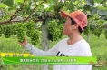 【我和天福樱花的故事第三季】遭遇假苗危机  团队合力让她种出好葡萄