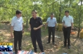 《直通县市》由建新调研大荔县下寨镇和羌白镇重点工作开展情况