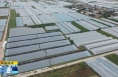 《直通县市》大荔：新设备 新技术助推冬枣标准化生产 产业提升