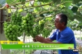 【我和天福樱花的故事第三季】认真教 专心学 标准种植收效好
