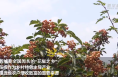 陕西韩城：“花椒之乡”迎丰收