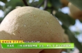 【蒲城酥梨 多汁多润】刘永民：35年深耕酥梨种植  走出一条自“梨”更生的致富路