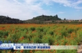 澄城：菊香飘四野 黄金铺满地