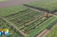 《直通县市》大荔：小辣椒种出大产业 群众日子更红火