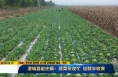 《直通县市》澄城县赵庄镇：蔬菜采收忙 绘就丰收景