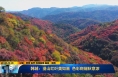 《直通县市》韩城：漫山红叶美如画 色彩斑斓秋意浓
