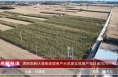 《高新报道》渭南高新区增密度提单产示范田实收测产完成  亩均781.4公斤