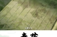 《秦药》 区域特色中草药——绞股蓝