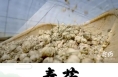 《秦药》 区域特色中草药——太白贝母