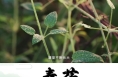 《秦药》 区域特色中草药——茜草