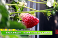 华州区瓜坡镇北沙村：新品草莓“火”出圈 开启“莓”好新时光
