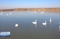 渭南：候鸟越冬成群集结 冬日湿地生机无限