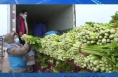 23.5吨助农“暖心菜”进社区