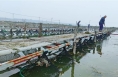 黄河盐碱地：建起“海陆空”立体农业