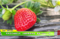 华州区瓜坡镇：大棚草莓喜丰收  “莓满”幸福又一年