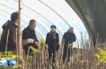 《直通县市》于娟侠调研指导潼关县乡村特色产业发展工作