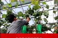 华州区瓜坡镇南沙村 党建引领强动能 产业带动村振兴