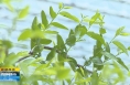 《直通县市》大荔：冬枣大棚春意浓 田间地头唱出“幸福歌”