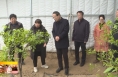 《直通县市》由建新调研大荔县春季农业工作
