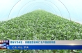 《今朝看华州》渭南市华州区：拱棚蔬菜采种忙 农户增收笑开颜