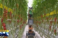 ​《直通县市》富平：科技赋能 大棚种植更“智慧”