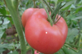 “滞销菜”变成“爱心菜”