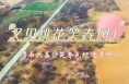 又见桃花笑春风！渭南大荔沙苑春色烂漫景怡人