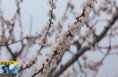 ​《直通县市》大荔双泉镇：千亩杏花绽放春意浓 特色产业耕耘新丰收