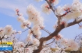 《直通县市》富平：春光深处杏花醉  踏春赏花好时光