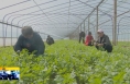 《直通县市》富平县张桥镇：特色产业多点开花 乡村振兴硕果累累