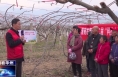 《今朝看华州》渭南市第三十二届“科技之春”宣传月科技賦能乡村振兴云课堂猕猴桃春季管理技术培训在华州区举办