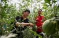 甜度高口感好！大荔羌白：温室大棚西瓜“抢鲜”上市