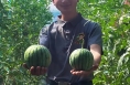 叮！这里的彩虹西瓜即将“甜蜜”上市