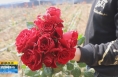 《直通县市》​澄城：“鲜花经济” 绽放花一样的幸福