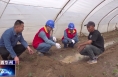 《今朝看华州》国网渭南市华州区供电公司：田间地头农户忙    “电小二”优质服务来护航