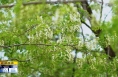 《直通县市》大荔：沙苑春景惹人醉 万亩槐花飘香来