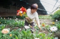组图| 渭南华阴市：多彩非洲菊开出“致富花”