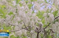 ​《直通县市》澄城：“邂逅”暮春 槐花飘香