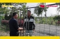 种樱桃建大棚