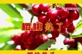 第五届中国澄城樱桃营销季暨2024年澄城樱桃产业高质量发展大会将于5月20日盛大开启