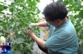 《今朝看华州》渭南市华州区：瓜果喜丰收  香飘致富路