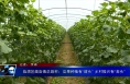 临渭区蔺店镇总旗村：瓜果种植有“甜头” 乡村振兴有“奔头”