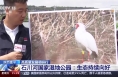 高质量发展调研行 陕西富平 石川河国家湿地公园 生态持续向好