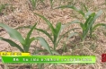 渭南：农业“三贴近”全力服务抗旱 玉米苗期管理注意防虫