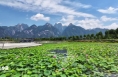 華山腳下蓮花盛開 “荷”你一起過夏天！