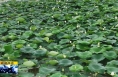 ​《直通县市》富平石川河：碧水绕城 夏日里的清凉画卷